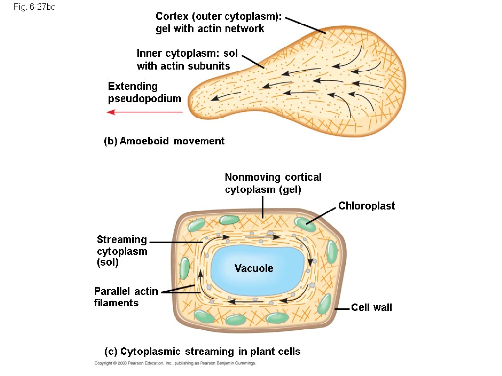 Fig. 6-27bc Cortex (outer cytoplasm): gel with actin network Inner cytoplasm: sol with actin